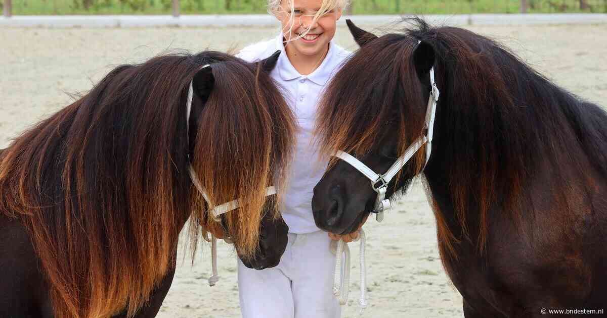 Goede manen en een goede staart: in Etten-Leur is dit een bloedserieuze beautycontest voor shetlandpony's