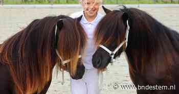 Goede manen en een goede staart: in Etten-Leur is dit een bloedserieuze beautycontest voor shetlandpony's