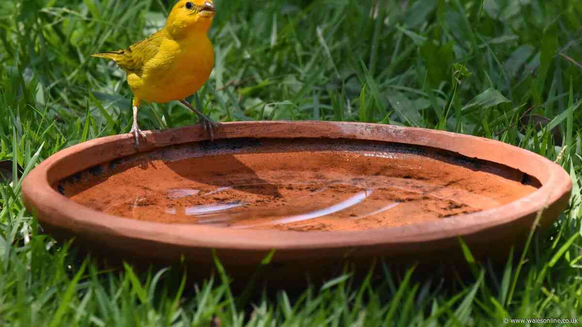 Keep bird bath algae at bay by putting 1 simple item in the water