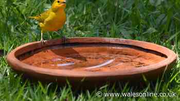 Keep bird bath algae at bay by putting 1 simple item in the water