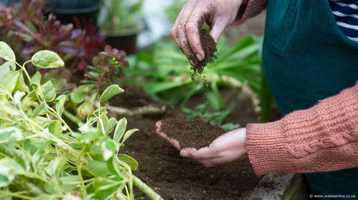 Gardeners given August 31 deadline to plant these 5 ‘minimal effort’ crops