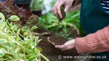 Gardeners given August 31 deadline to plant these 5 ‘minimal effort’ crops