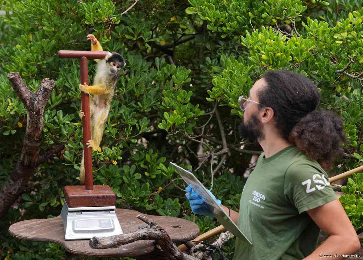 London Zoo weigh-in: Monkeys, penguins and capybaras among 10,000 animals on scales for annual health check