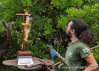 London Zoo weigh-in: Monkeys, penguins and capybaras among 10,000 animals on scales for annual health check
