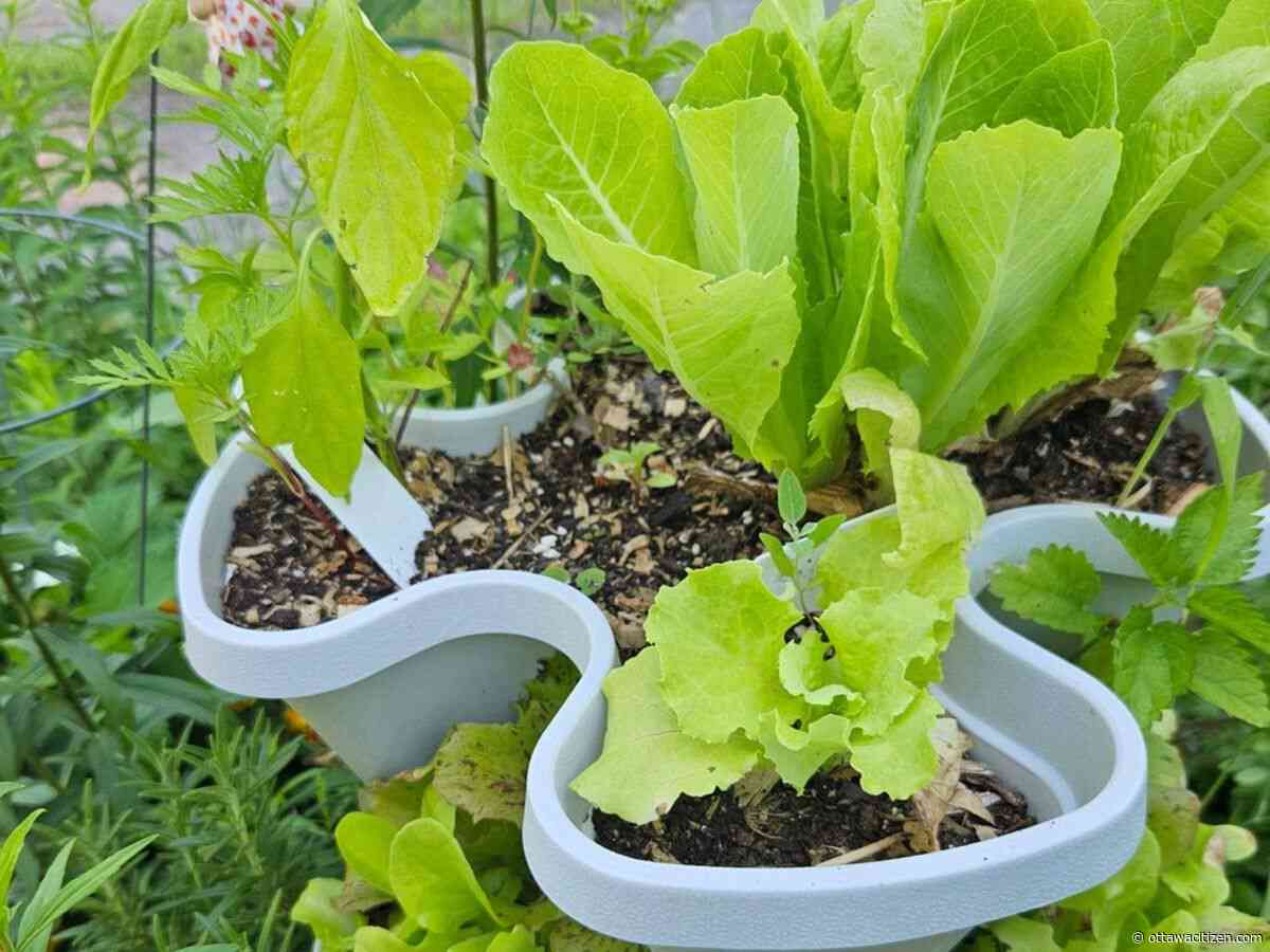In the garden: How to produce a steady supply of fresh produce all season long