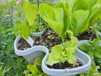 In the garden: How to produce a steady supply of fresh produce all season long