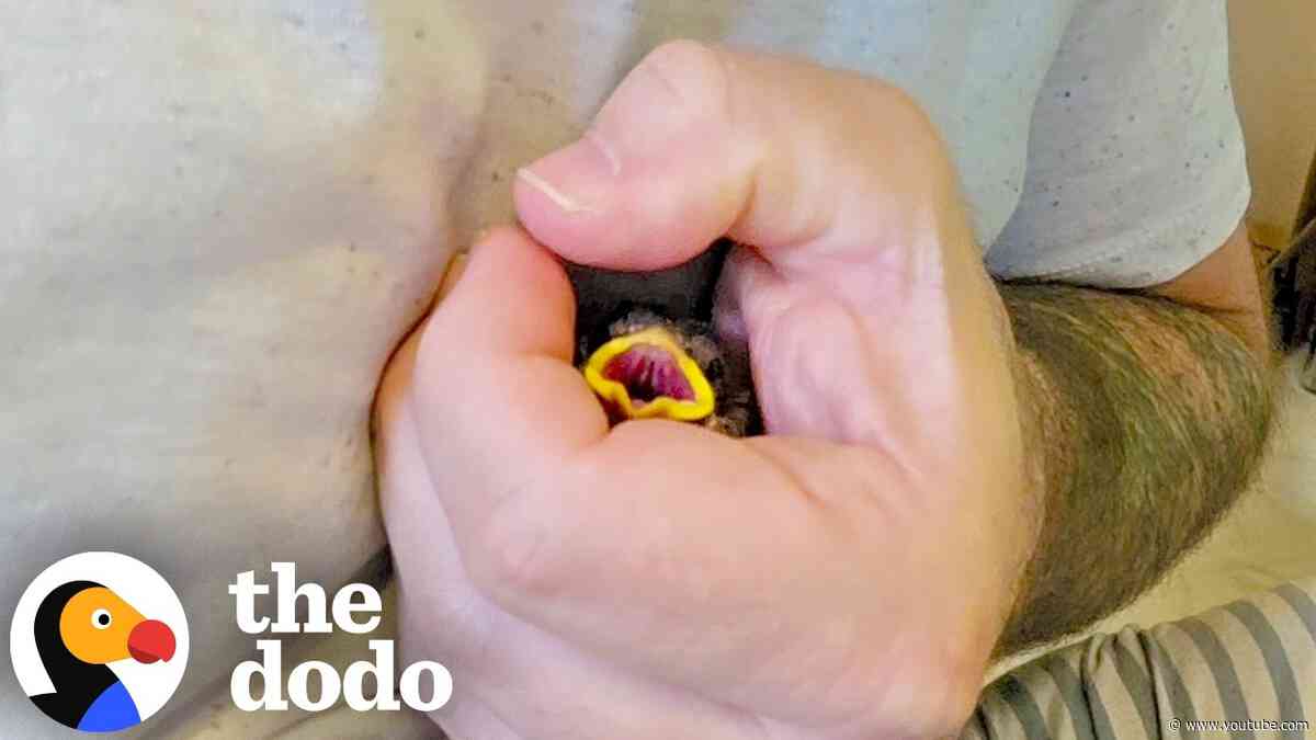Rescued Baby Sparrow Becomes One Of The Family | The Dodo