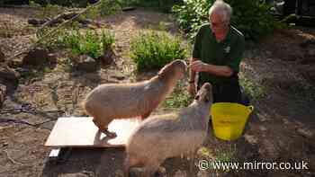 London Zoo carries out annual weigh-in as capybaras and penguins steal the show