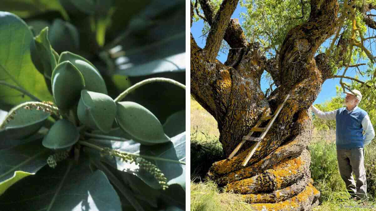 500 Jahre alt: Der größte Mandelbaum der Welt steht in Italien