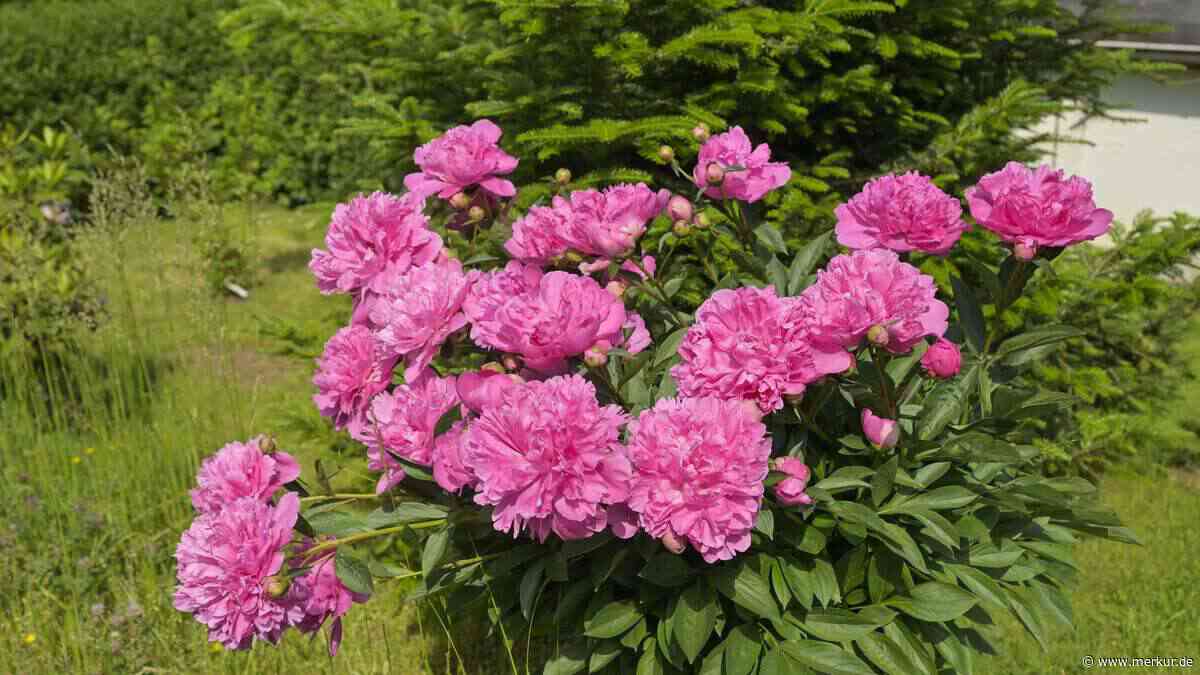 Die Pfingstrose verzaubert Gärten mit Blüten, die jahrzehntelang wiederkehren