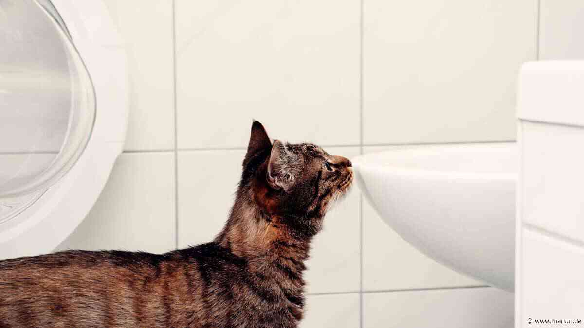 Katze löst einen Feuerwehr- und Polizeieinsatz aus – und setzt eine Wohnung unter Wasser