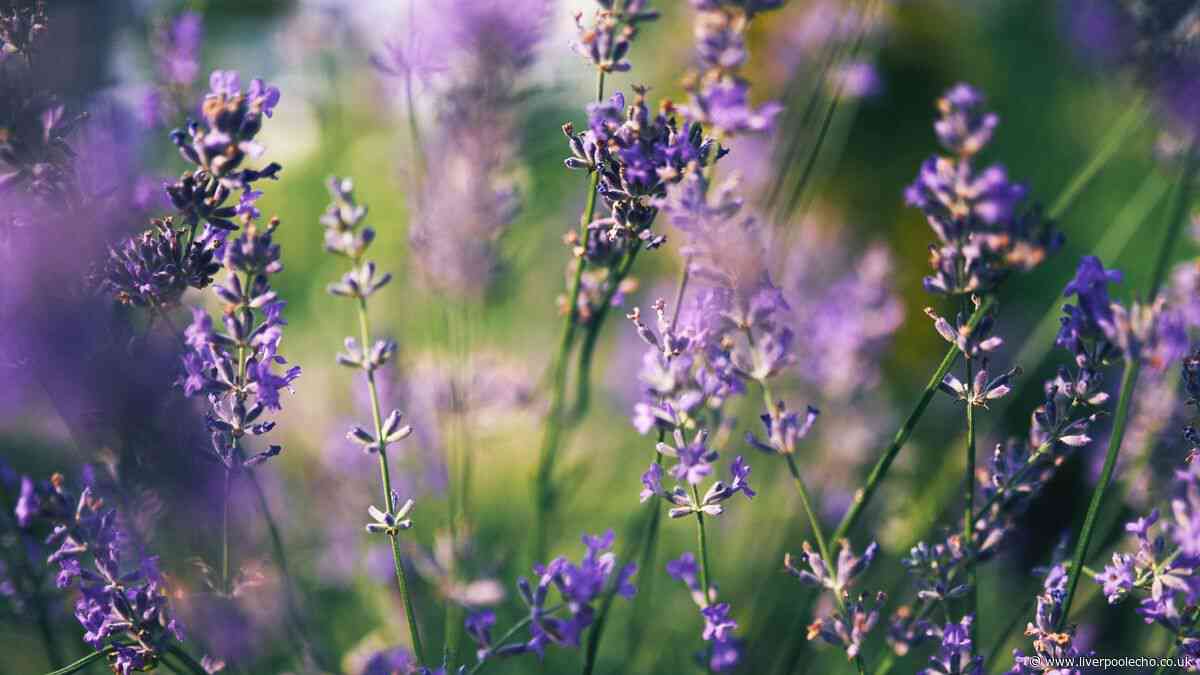 Lavender will grow back strong next year if you do 1 key task in August
