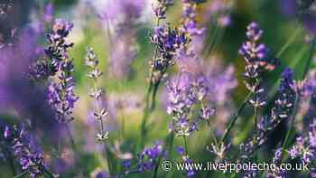 Lavender will grow back strong next year if you do 1 key task in August