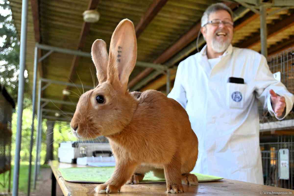 Mehr als 1000 Kaninchen am Schloss Rochlitz: 50. Auflage der Jungtierschau