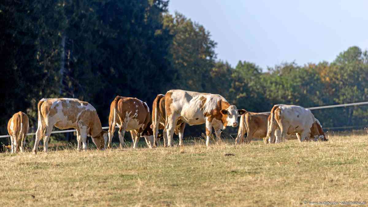 Ist es noch Bio-Milch, wenn Kühe konventionelles Futter fressen?