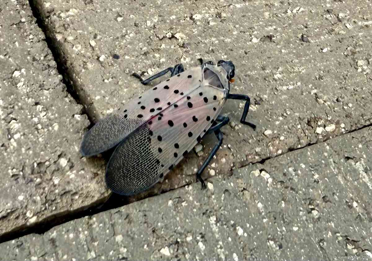Arlington’s spotted lanternflies may reach a turning point in 2028 or 2029