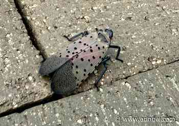 Arlington’s spotted lanternflies may reach a turning point in 2028 or 2029