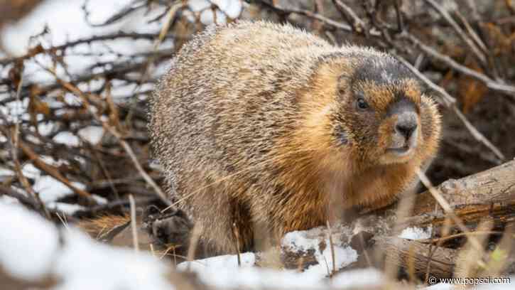 Vote for your favorite chonky rodent during Fat Marmot Week