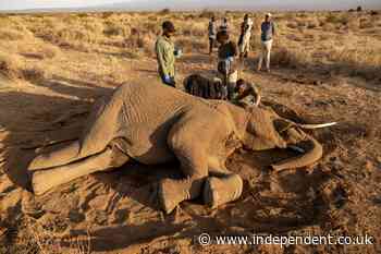 Kenya arrests four people during probe into 18 elephant deaths