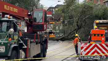 Downed tree blocks traffic in Toronto's Moss Park neighbourhood