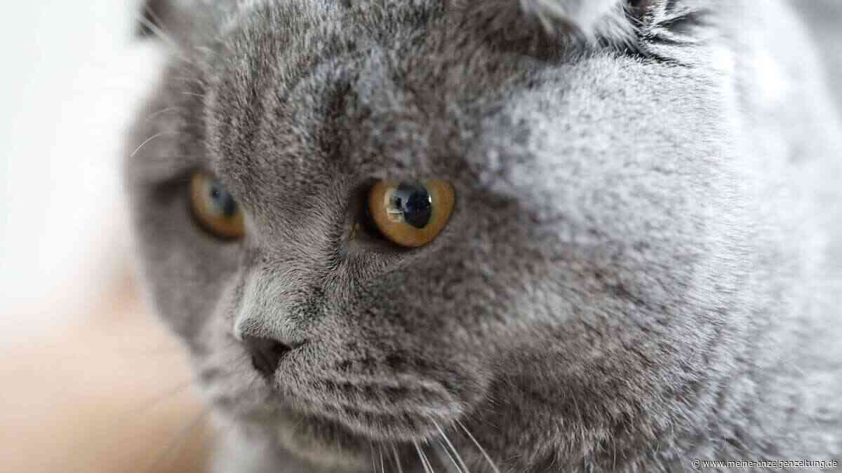Warum Katzen ausgerechnet zurückhaltende Menschen als Bezugsperson wählen