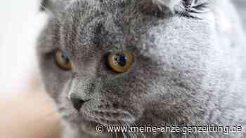 Warum Katzen ausgerechnet zurückhaltende Menschen als Bezugsperson wählen