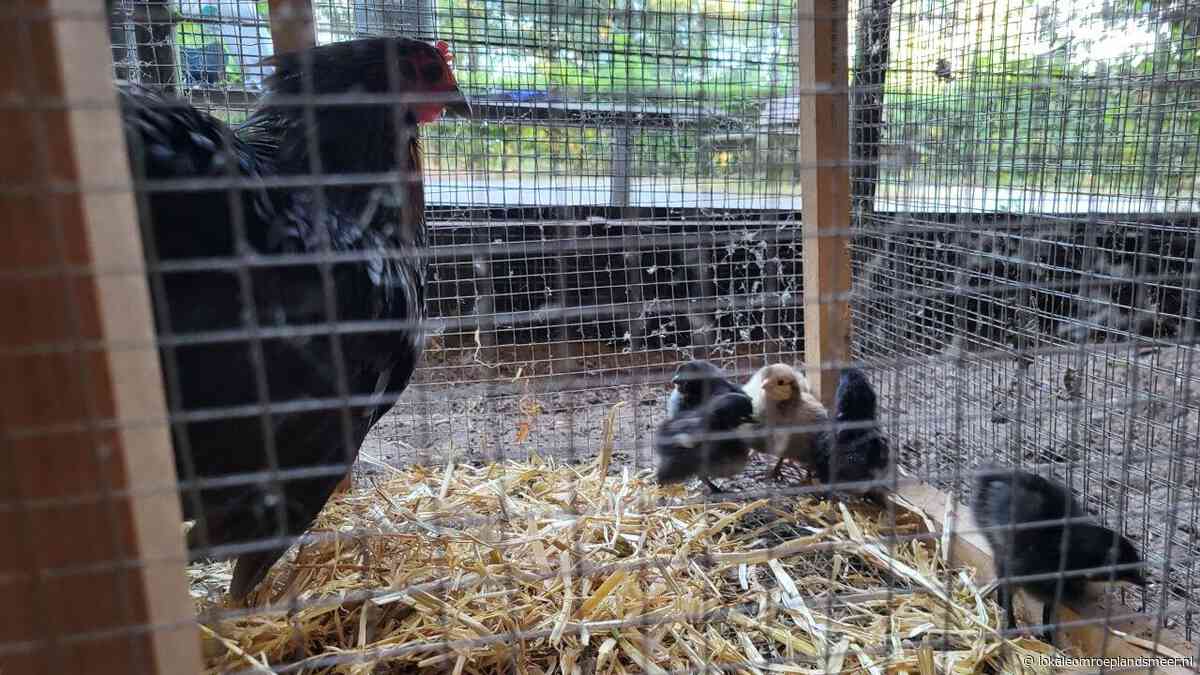 Toch weer nieuw leven in de volière in het wijkpark
