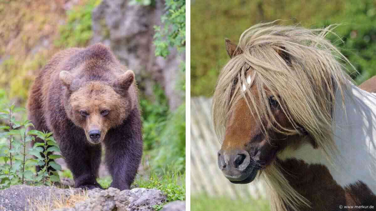 Pony „Pumuckl“ in Tirol von Bär gerissen – erste Betriebe in Bayern ergreifen Maßnahmen