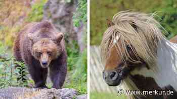 Pony „Pumuckl“ in Tirol von Bär gerissen – erste Betriebe in Bayern ergreifen Maßnahmen