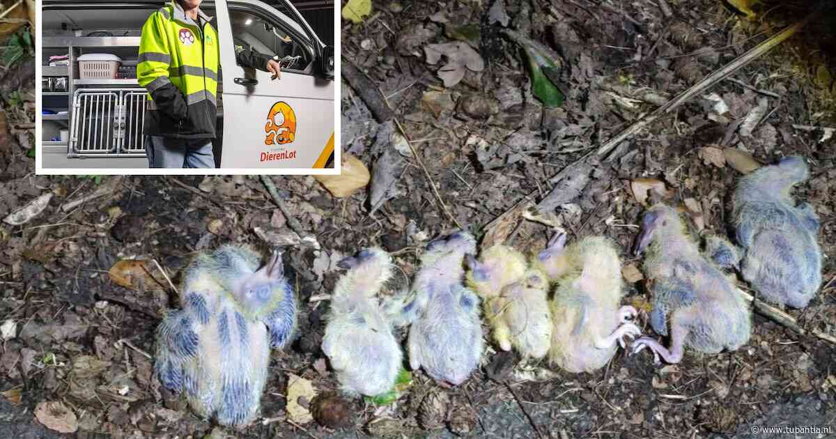 Dertien babyduiven aan hun lot overgelaten in Hengeloos bos: ‘Dit was een bewuste dumping’