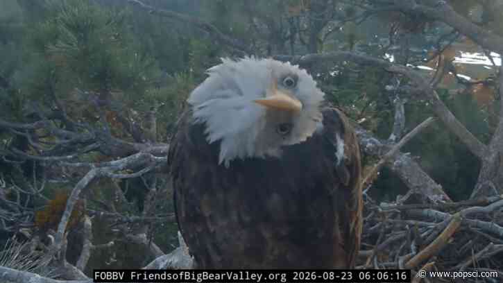 Bald eagle Kaydee inspects camera, helps Shadow arrange sticks