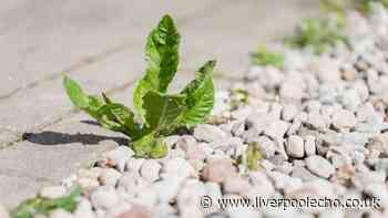 Weeds will die and not come back if you use kitchen item everyone has