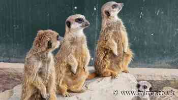 Meerkats killed in 'catastrophic' tunnel collapse at Leicestershire's Tropical Birdland