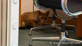 The curious incident of the fox in the night time... Shocked MP finds furry visitor nosing through papers in Commons office