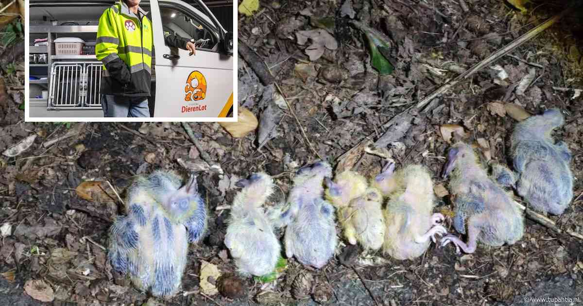 Duivendumper zet ‘ongeluk’ in scene, maar dierenambulance Hengelo prikt er doorheen