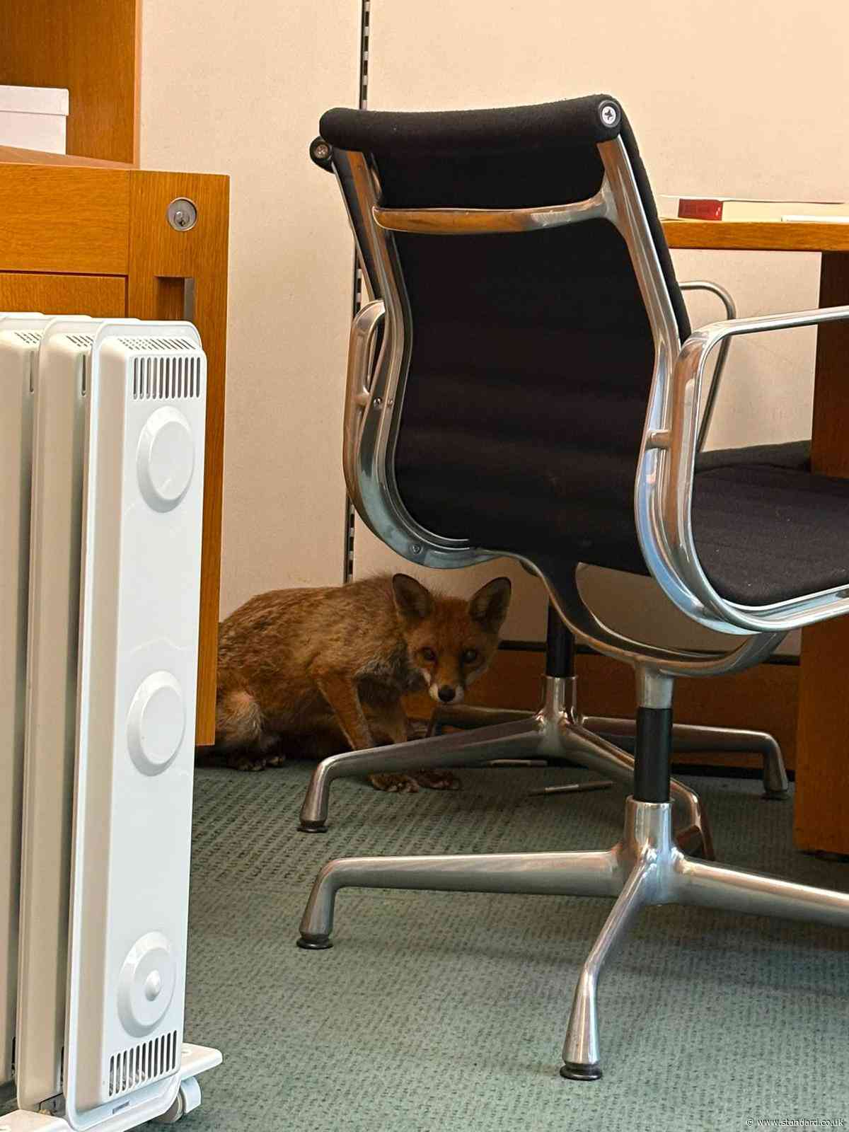 Intruder at Westminster! Unexpected visitor gets into MP's office as fox found hiding in stationery cupboard