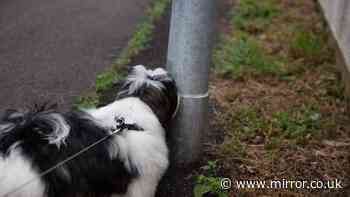 Reason dogs sniff each other's pee has fascinating explanation – according to scientists