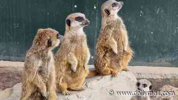 Beloved meerkats tragically die at UK wildlife park after tunnel collapses on them following heavy rainfall - with pregnant mother among dead