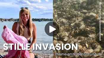 Die Quagga-Muschel bedroht Bayerns Seen: Was Badegäste jetzt wissen müssen – Video