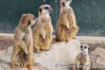 Meerkats die after ‘catastrophic’ tunnel collapse at wildlife park
