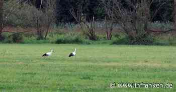 Seßlach: Storchenpaar nach Beschuss mit Silvesterrakete verschwunden