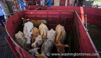 Economists don't expect reopening the U.S. to Mexican cattle imports to reduce high beef prices