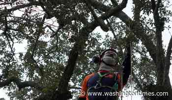 Preservationists are working to extend the life of a rare Revolutionary War 'witness tree'
