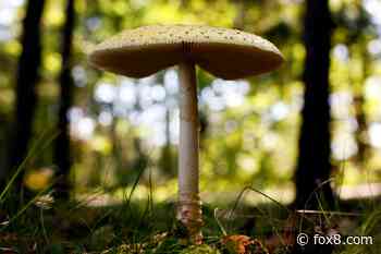 Summit County warns of wild mushrooms made worse by wet weather