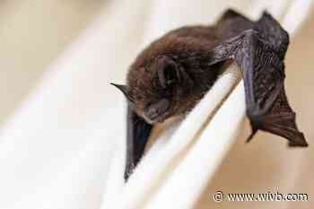 Rabies case confirmed in Niagara Falls, involving bat