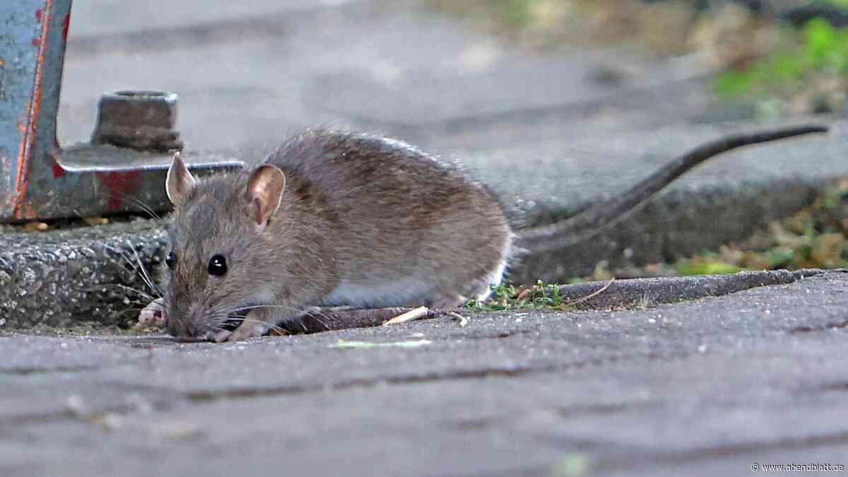 Hamburger Kita von Ratten befallen: „Situation hat neue Dimension erreicht“
