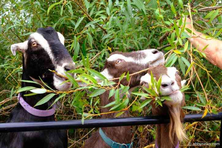 No kidding: ‘Goatscaping’ herd take bite out of wildfire risk in B.C. city