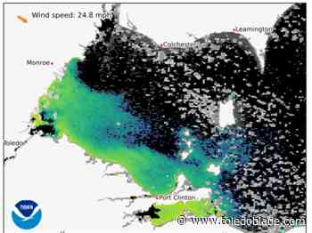Algal bloom now up to 480 square miles in size