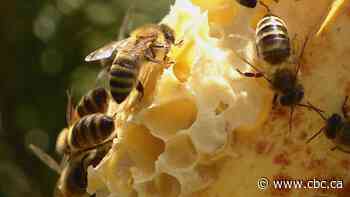 Latest tariffs will stop Canadian honey travelling south, beekeepers commission says