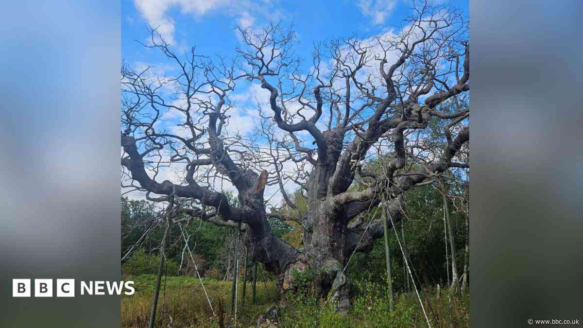 Limb falls off dead 'Robin Hood' oak tree